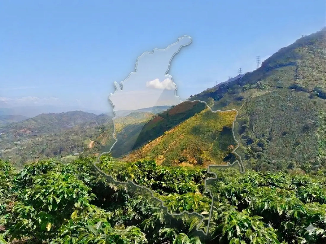 Historia del Café en Colombia: El Legado Dorado del Huila